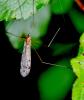 Limoniinae inconnu